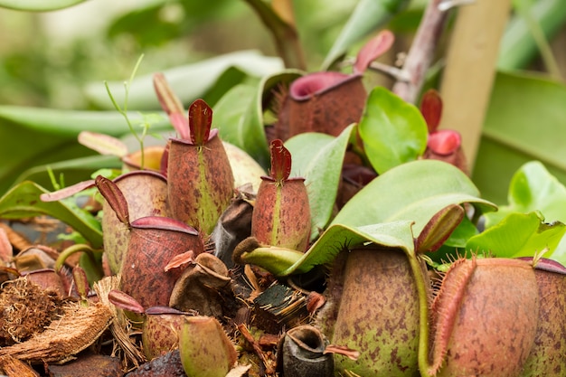 Carnivorous plant in nature