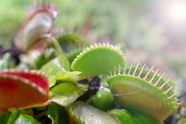 Carnivorous predatory plant Venus flytrap - Dionaea muscipula.