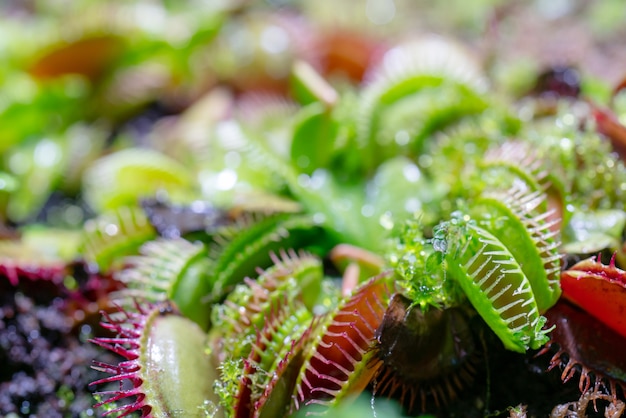 Carnivorous predatory plant Venus flytrap - Dionaea muscipula.