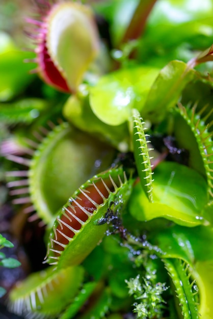 Carnivorous predatory plant Venus flytrap - Dionaea muscipula.