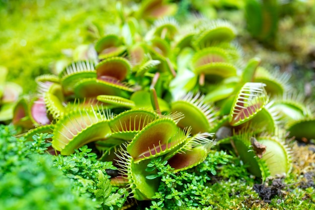 Carnivorous predatory plant Venus flytrap - Dionaea muscipula.