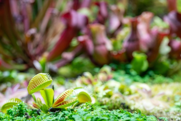 Carnivorous predatory plant Venus flytrap - Dionaea muscipula.