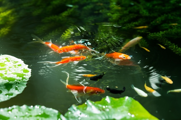 Carp feeding