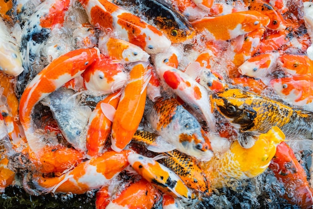 Carp fish pond background colorful background Fancy carp