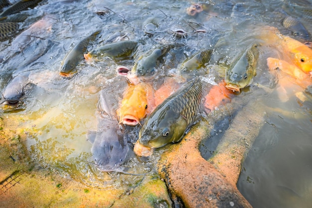 Carp fish tilapia and catfish eating from feeding food on water surface ponds on water surface ponds fish farm floating for breathe on top water in lake near river Asian