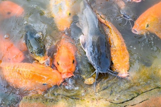 Carp fish tilapia and catfish eating from feeding food on water surface ponds on water surface ponds fish farm floating for breathe on top water in lake near river Asian