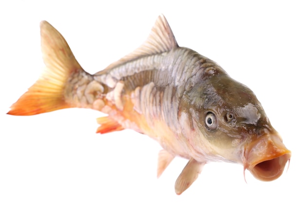 Carp fish on a white background