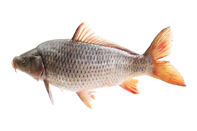 Carp fish on a white background