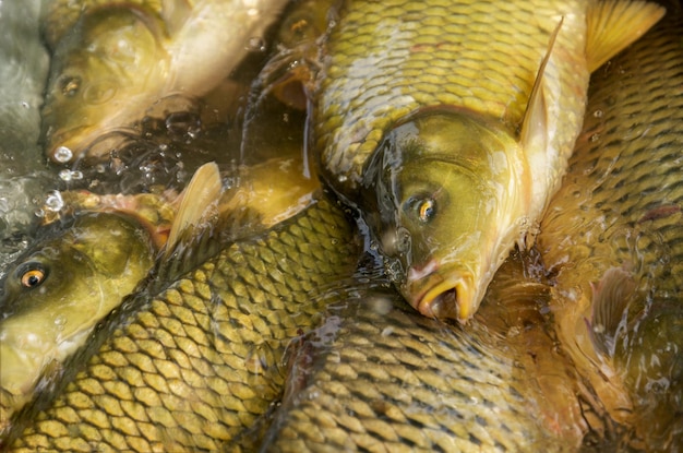 Carp head live caught raw fish breathe in water closeup