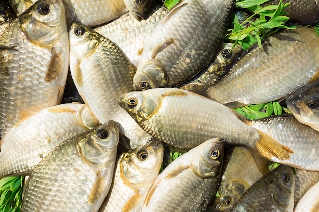 Carp on a wooden background