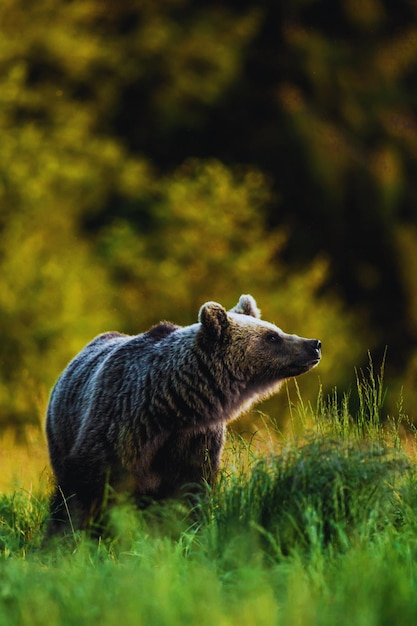 Carpathian brown bear portrait wild animal in natural habitat springtime Green nature