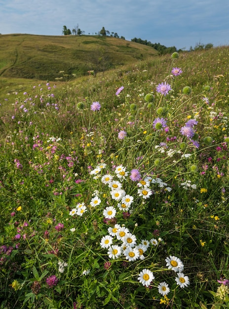 Carpathian mountain countryside summer meadows with beautiful wild flowers