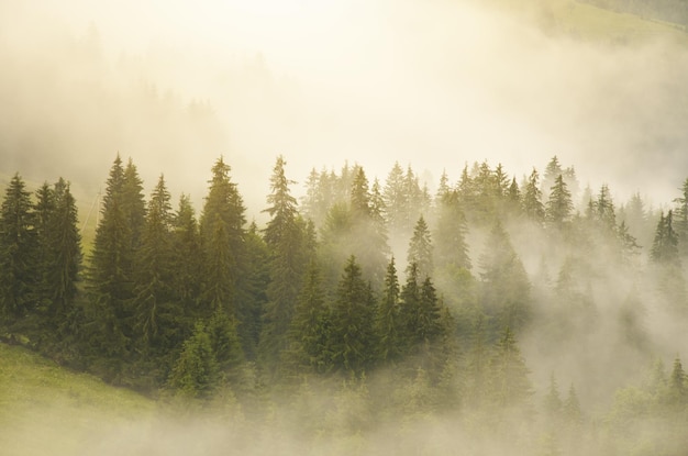 Carpathian mountain forest at early morning sunrise