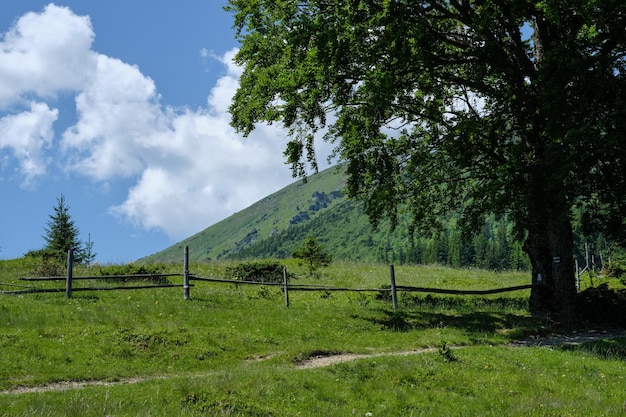 Carpathian mountain summer country landscape Ukraine