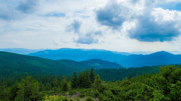 Carpathian Mountains Panorama of green hills in summer mountains Hazy green mountain forest under blue sky