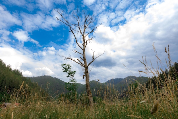 Carpathian mountains in the summer