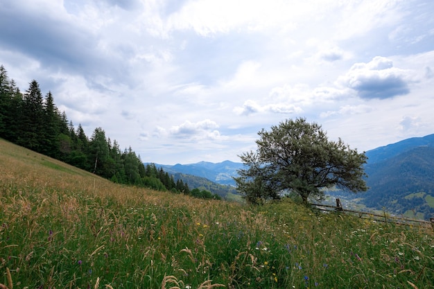 Carpathian mountains in the summer