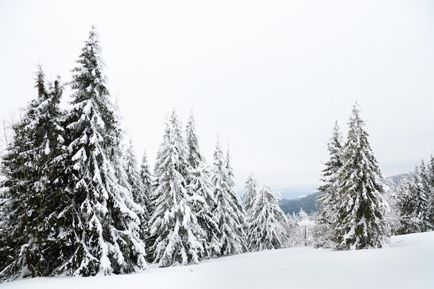 Carpathian mountains Ukraine Beautiful winter landscape The forrest ist covered with snow