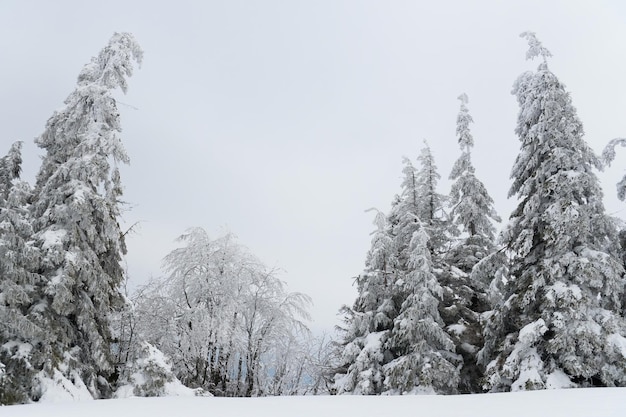 Carpathian mountains Ukraine Beautiful winter landscape The forrest ist covered with snow