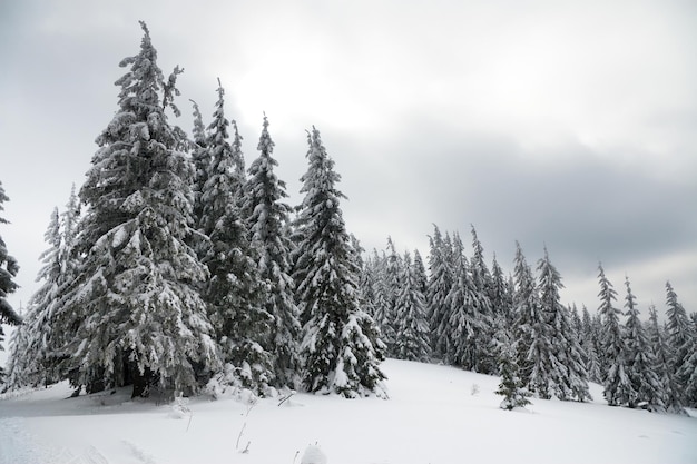 Carpathian mountains Ukraine Beautiful winter landscape The forrest ist covered with snow