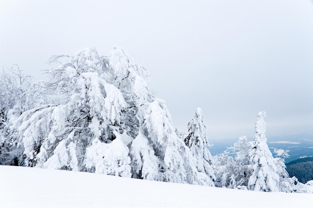 Carpathian mountains Ukraine Beautiful winter landscape The forrest ist covered with snow