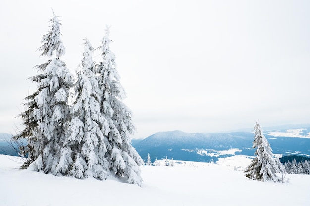 Carpathian mountains Ukraine Beautiful winter landscape The forrest ist covered with snow