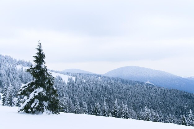 Photo carpathian mountains ukraine trees covered with hoarfrost and snow in winter mountains christmas snowy background