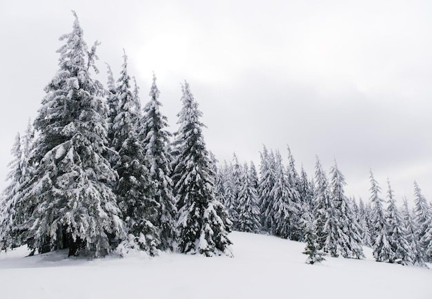 Carpathian mountains Ukraine Trees covered with hoarfrost and snow in winter mountains Christmas snowy background