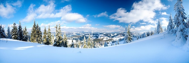 Photo carpathian mountains ukraine wonderful snowcovered firs against the backdrop of mountain peaks panoramic view of the picturesque snowy winter landscape gorgeous and quiet sunny day