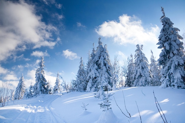 Carpathian mountains Ukraine Wonderful snowcovered firs against the backdrop of mountain peaks Panoramic view of the picturesque snowy winter landscape Gorgeous and quiet sunny day