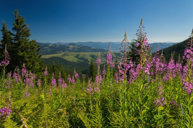 Carpathians nature, pink flowers