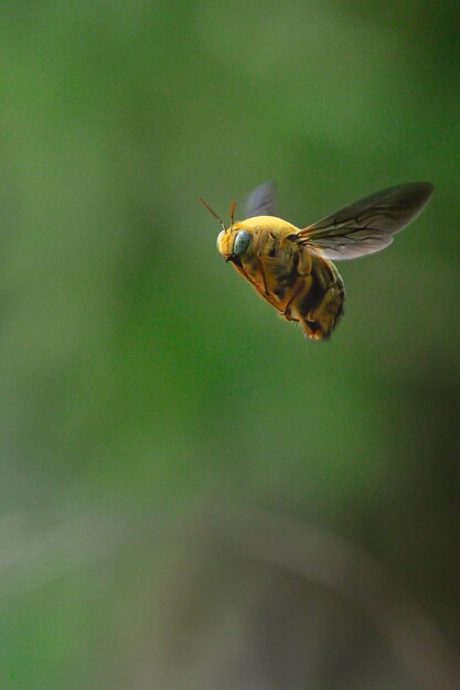 Photo carpenter bees fly freely in the air