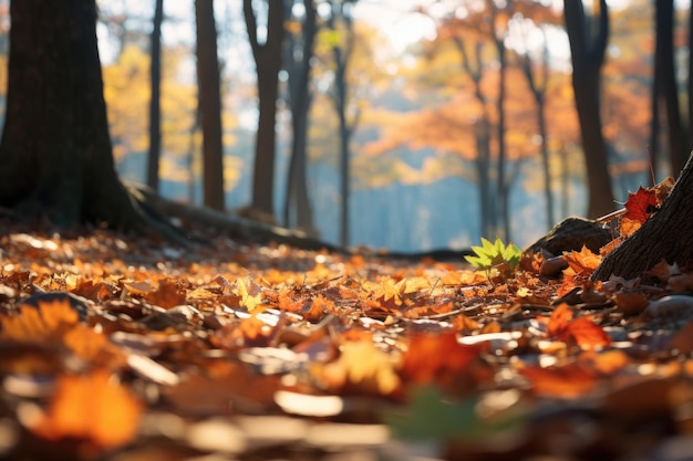 Carpet of autumn leaves in the morning autumn forest