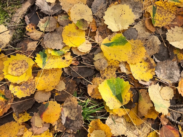 Carpet of colorful autumn leaves leaf fall Leaves of aspen oak yellowed with speckles Forest NatureYellow autumn aspen leaf with water drops