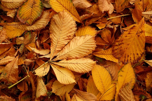 Carpet from autumn leaves of a chestnut