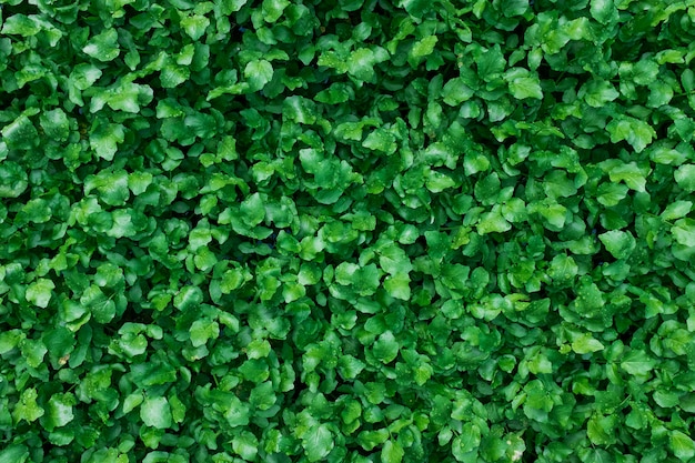 A carpet of juicy, young green plants. As a full-screen