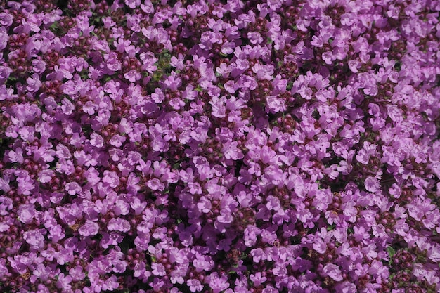 A carpet of living purple flowers. Background of lilac flowers.