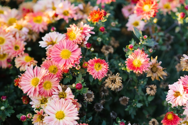 Carpet of pink and faded chrysanthemums in the garden, blooming garden