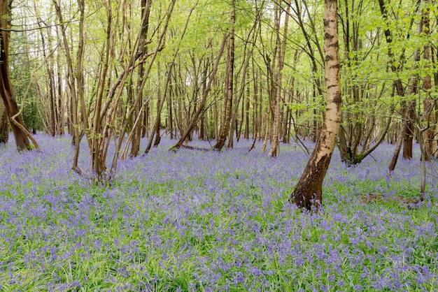 A carpet of Sussex Bluebells in springtime