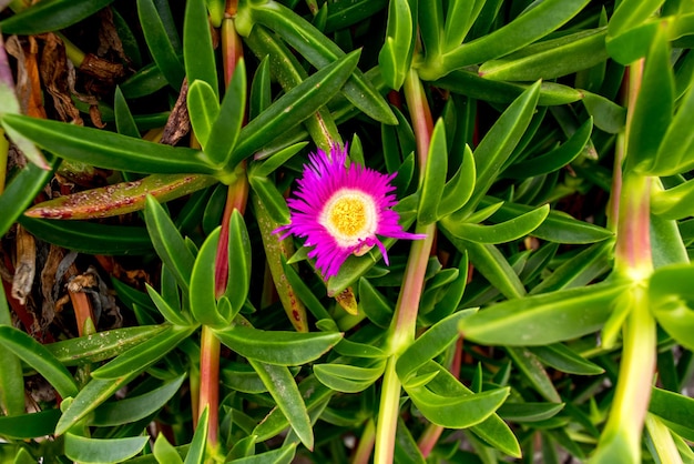 Carpobrotus edulis plant texture background with pink flower