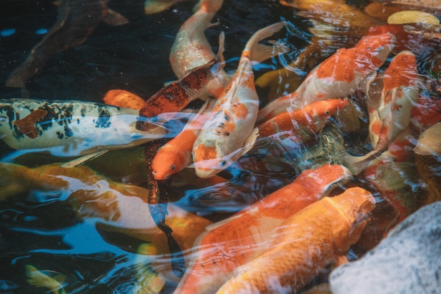 Carps and koi fishes on a pond