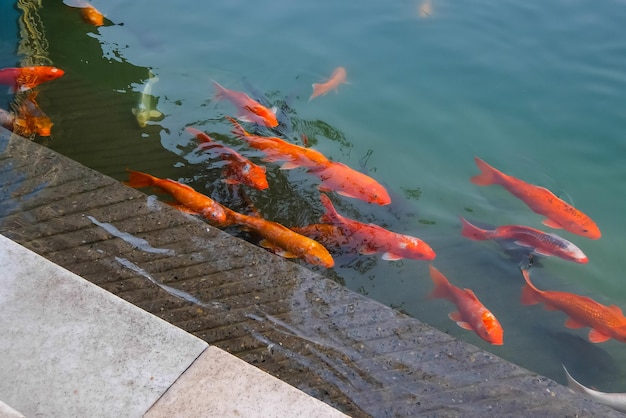 Carps in the pond of Golden temple, Amritsar, India.