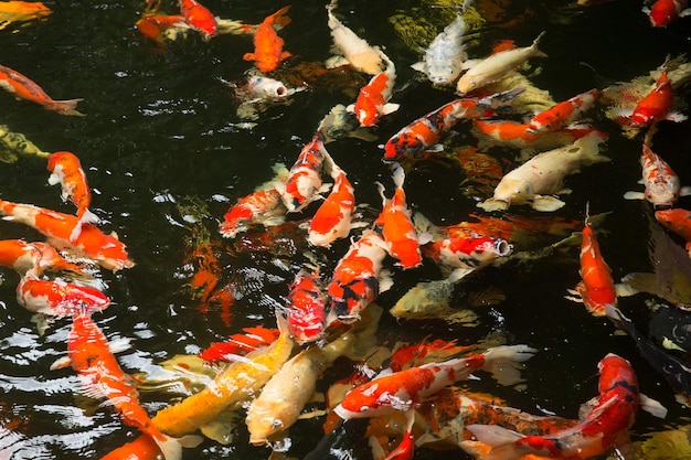 Carps swimming