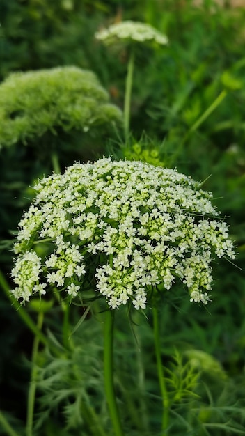 carrot flowers in a field with background blur