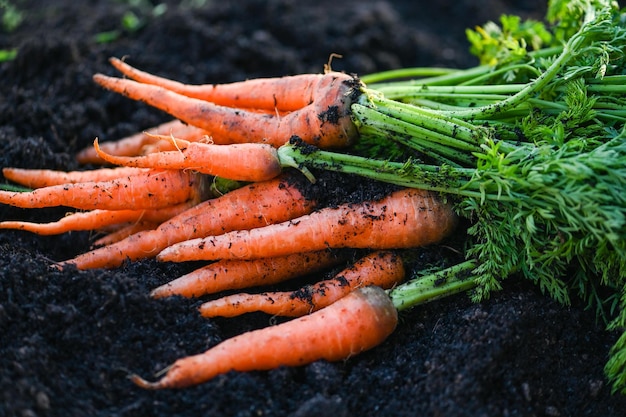 Carrot on ground fresh carrots growing in carrot field vegetable grows in the garden in the soil organic farm harvest agricultural product nature