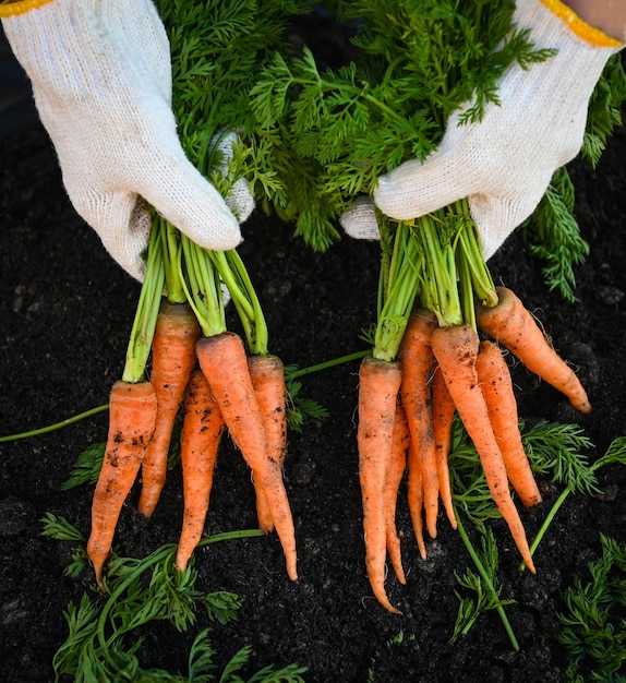 Carrot on ground with hand holding fresh carrots growing in carrot field vegetable grows in the garden in the soil organic farm harvest agricultural product nature