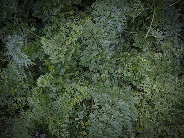 Carrot plant leaves