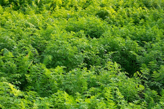 Carrot plants are growing in the vegetable garden Agriculture background with green carrot leaves