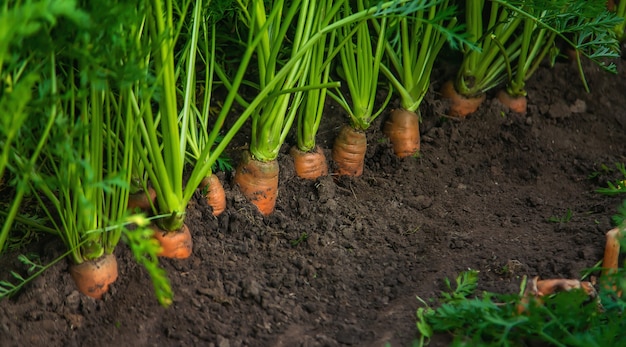 Carrots grow in the garden. Selective focus. Nature.