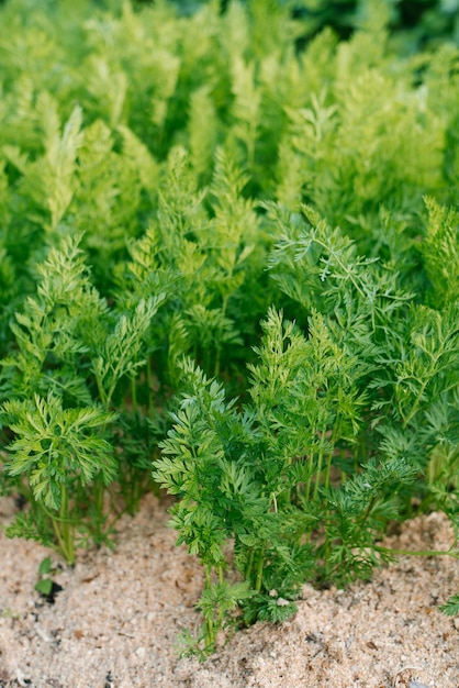 Carrots grow in the summer in the garden Greenery grows in the ground covered with sawdust